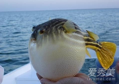 河豚再碰我就生气了什么梗 河豚再碰我就生气了表情包
