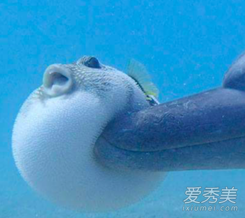 河豚再碰我就生气了什么梗 河豚再碰我就生气了表情包