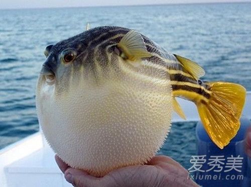 河豚再碰我就生气了什么梗 河豚再碰我就生气了表情包