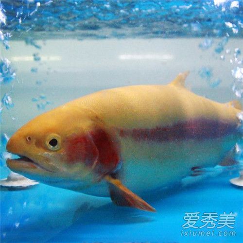 金鳟鱼和三文鱼的区别 金鳟鱼的营养价值