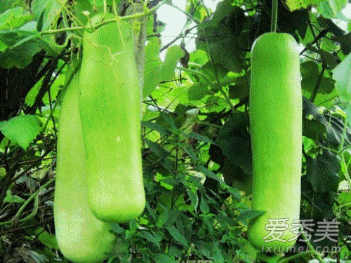 �ѹ���ʲô�� �ѹϺ�����«һ����