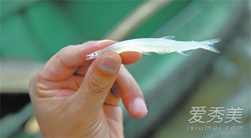 银鱼是淡水鱼还是海鱼 银鱼是发物吗