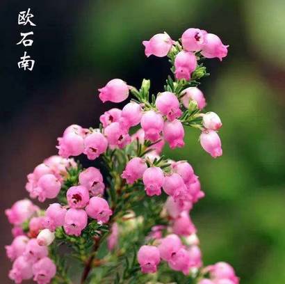 ʯ骻������������ ʯ骻�Ϊʲô�����ۻ�