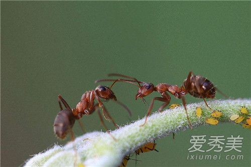 被蚂蚁咬后送进抢救室怎么回事 被蚂蚁咬后过敏怎么办