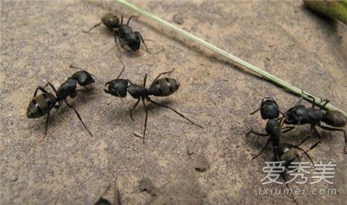 被蚂蚁咬后送进抢救室怎么回事 被蚂蚁咬后过敏怎么办