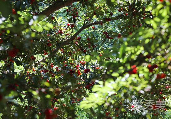 杨梅为什么有虫子 杨梅虫多久能泡出来