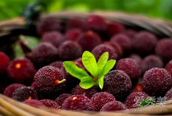 杨梅为什么有虫子 杨梅虫多久能泡出来