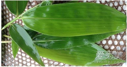 包粽子的叶子需要煮吗 包粽子的叶子要煮多久