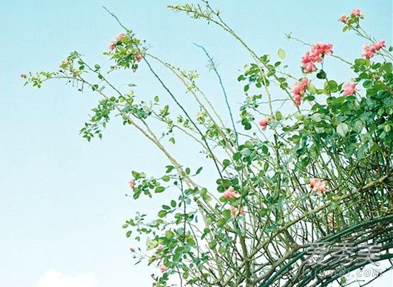 Ů���ߵĺ�ʲô�������� Ů���ߵĵ���ѻ�������