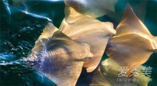 ħ�����ܳ��� ħ�����ж���