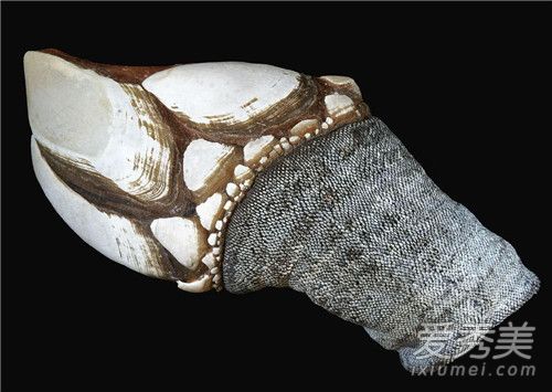 �쾱�ٺ����ĸ���λ �쾱�ٺ�������ͼƬ