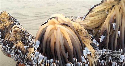 �쾱�ٺ����ĸ���λ �쾱�ٺ�������ͼƬ