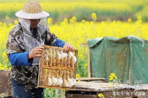 �������������빦Ч ��������ȥ������