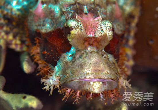 ʯͷ���ж�Ϊʲô�ܳ� ʯͷ����ʲô��Ч