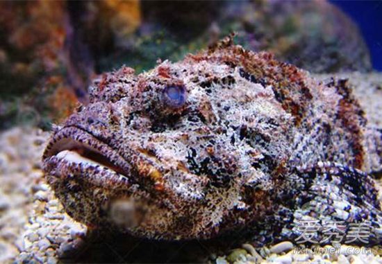 ʯͷ���ж�Ϊʲô�ܳ� ʯͷ����ʲô��Ч