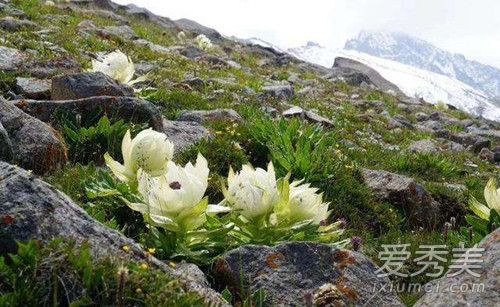 ��ɽѩ���Ĺ�Ч�����ý��� ��ɽѩ����ô��������ȫ