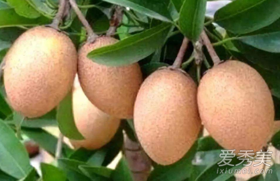 人心果怎么吃 人心果的功效与作用