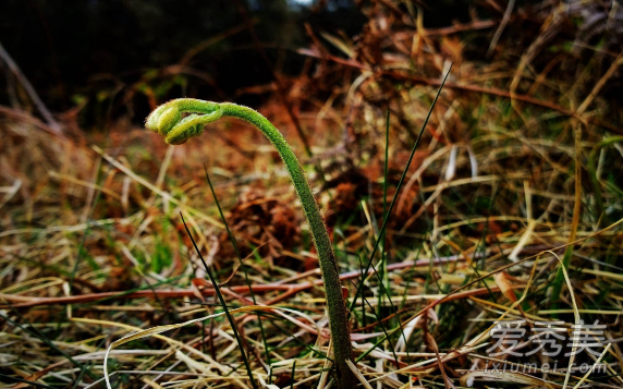 ާ���°�������� ާ�˵Ĺ�Ч������