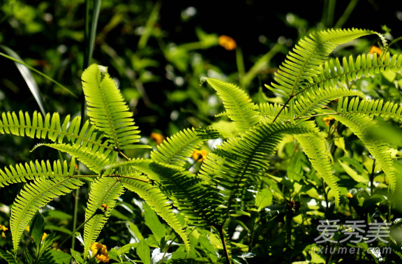 ާ���°�������� ާ�˵Ĺ�Ч������