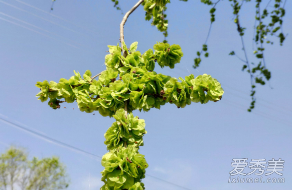 榆钱是什么 榆钱是凉性还是热性