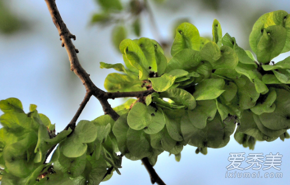 榆钱是什么 榆钱是凉性还是热性