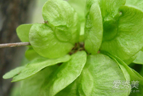 榆钱是什么 榆钱是凉性还是热性