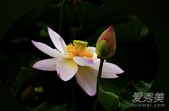 �������ʲô��˼ �������ʲô����