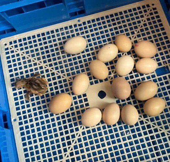 邓超孙俪家添新丁 这到底是个什么梗?