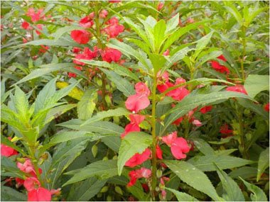 孕妇染发剂品牌排行榜 孕妇可用的染发膏