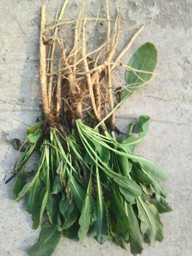 孕妇染发剂品牌排行榜 孕妇可用的染发膏