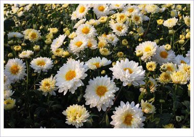 孕妇染发剂品牌排行榜 孕妇可用的染发膏